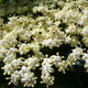 Image for article titled Gathering Scientific Evidence that Traditional Medicines Can Work